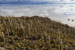 Peru_and_Bolivia_2025 (41/66)